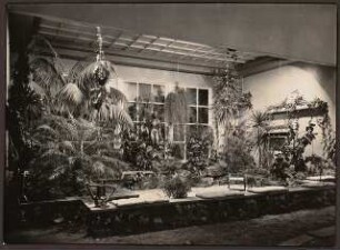 Fotoalbum: Deutsche Gartenbau- und Schlesische Gewerbe-Ausstellung (GUGALI), Liegnitz: Gewerbeausstellung, Innenansicht Ausstellungsgebäude: Palmen und Farne