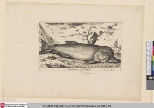 Delphinus, Le Dauphin.