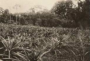 Brasilien, Ananaspflanzung