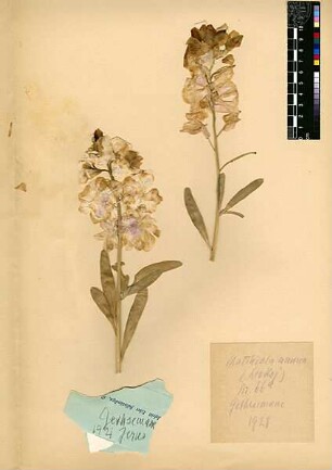 Cruciferae Matthiola annua [Jerusalem, Yerushalayim, El Quds, Al-Quds, Al Quds, El Quds Esh Sherif, Al-Muqaddas, Jérusalem, Gerusalemme, Jerusalén, Aelia Capitolina, Colonia Aelia Capitolina, Hierosolyma, Urusalim, Jerusalem]
