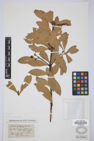 Laurus canariensis Webb & Berth.