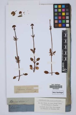Valeriana dioica L.