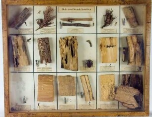 Holz zerstörende Insekten