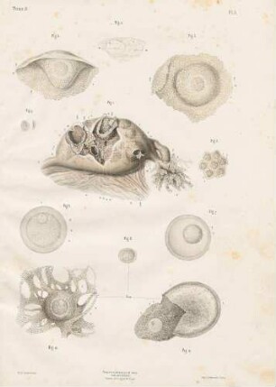 Embryogenese bei Mensch und Kaninchen