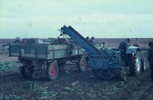 Fotografie: Erntetechnik, Zuckerrübe, Rodelader, Parallelverfahren