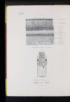 Organon visus. Retina.
