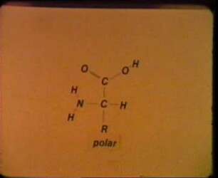 Biochemie - Niedermolekulare Verbindungen VIII