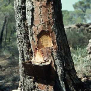 Thasos. Aleppo-Kiefer (Pinus halepensis) : Thasos. Aleppo-Kiefer (Pinus halepensis), Harzgewinnung zur Herstellung von Retsína