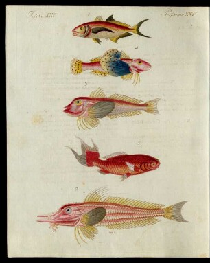 Rothe Fische.