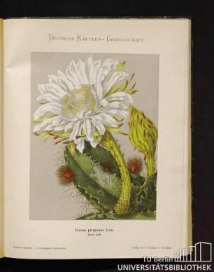 Tafel 150. Cereus pterogonus Lem.
