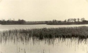 Teichlandschaft bei Lömischau : Haty pola Lemišowa