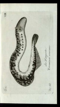 No 45. die Lamprete. Petromizon marinus.