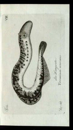 No 45. die Lamprete. Petromizon marinus.