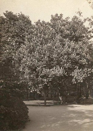 Gewöhnliche Rosskastanie (Aesculus) in Blüte