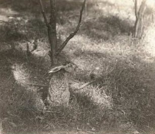 Europa. Feldhase (Lepus europaeus) sichernd