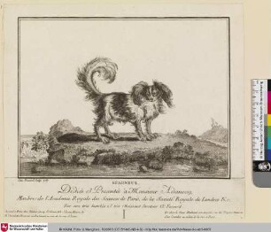 EPAGNEUL [Spaniel]