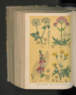 Medical Plants. Plate No.13.