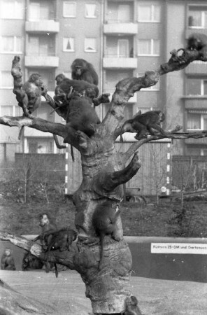 Affen auf einem Kletterbaum, hier offenbar in einem Wohngebiet. Auch Menschenaffen können an Poliomyelitis (Kinderlähmung) erkranken