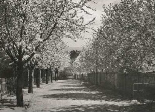 Dresden-Cossebaude. Weinbergstraße mit blühenden Bäumen