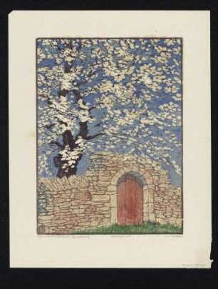 Kirschblüte