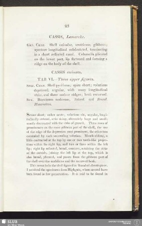Cassis carinata. Tab. VI. - Three upper figures