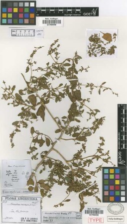 Chenopodium exocarpum Griseb. [type]