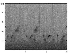 Flussregenpfeifer | Charadrius dubius - Balzruf