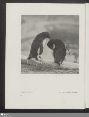 Adelie-Pinguine