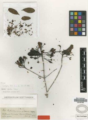 Macairea stylosa Triana [isotype]