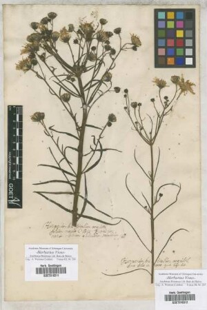 Hieracium