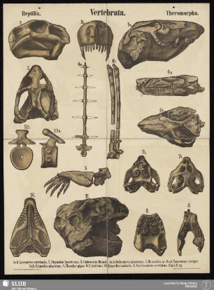 Tafel 46: Vertebrata : Reptilia : Theromorpha