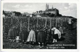 Meißen. Weinlese auf dem Ratsweinberg
