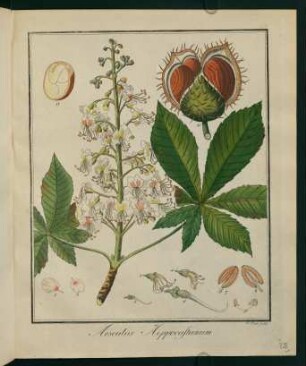 28r, Aesculus Hippocastanum