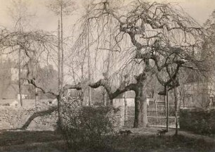Leuben bei Lommatzsch. Gemeine Esche, Gewöhnliche Esche oder Hohe Esche (Fraxinus excelsior) im Pfarrgarten