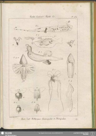 Pl. 464. Firole, Carinaire, Hyale &c.