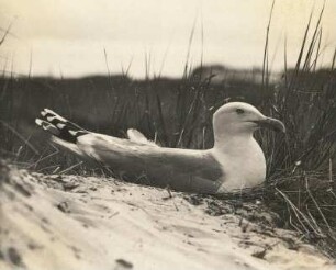 Silbermöwe (Larus argentatus Pont.), brütend. Amrum