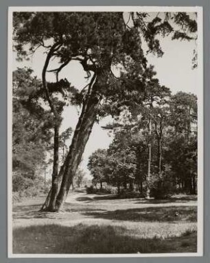 Schlesien. Waldlandschaft bei Hirschberg