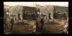 Elefant und Kamele, Ciudad Juarez