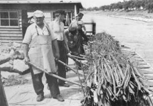 Bau von Faschinen-Senkwürsten am Rhein
