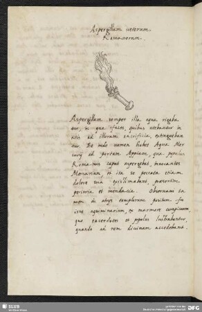 Aspergillum ueterum Romanorum.