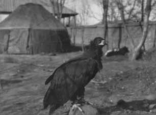 Falke : Ein dressierter Falke vor einer Jurte im Tian Shan Hochgebirge