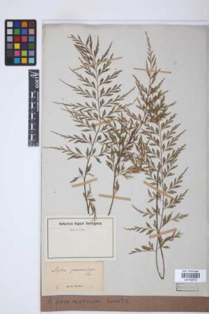 Asplenium praemorsum