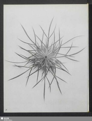 Daucus carota, Wilde Möhre, Blütenstand im Knospenstadium, von unten