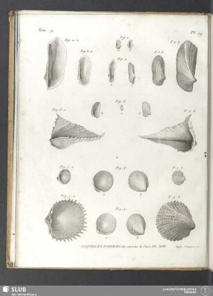 Coquilles fossiles des environs de Paris. PL. XVII