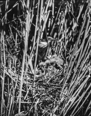 Zwergdommel : Zwergdommel (Ixobrychus minutus Linnaeus) im Nest mit Jungvögeln.