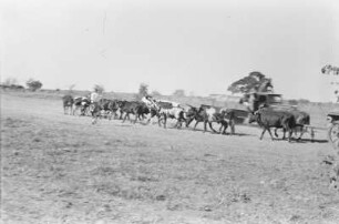 Rinderherde : Eine Rinderherde mit Hirten und Begleitfahrzeugen auf dem Weg durch eine Savannenlandschaft