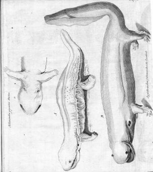 Tafel 5 zu Isis Litterarischer Anzeiger. 1821, Sp. 249