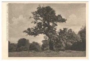 Reinhardswald