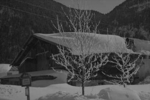 Unterleutasch: Rauhreifbäume vor Bauernhaus [und Postauto-Haltestelle]
