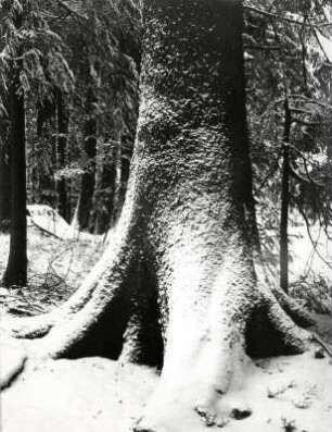 Baumstamm mit Schnee